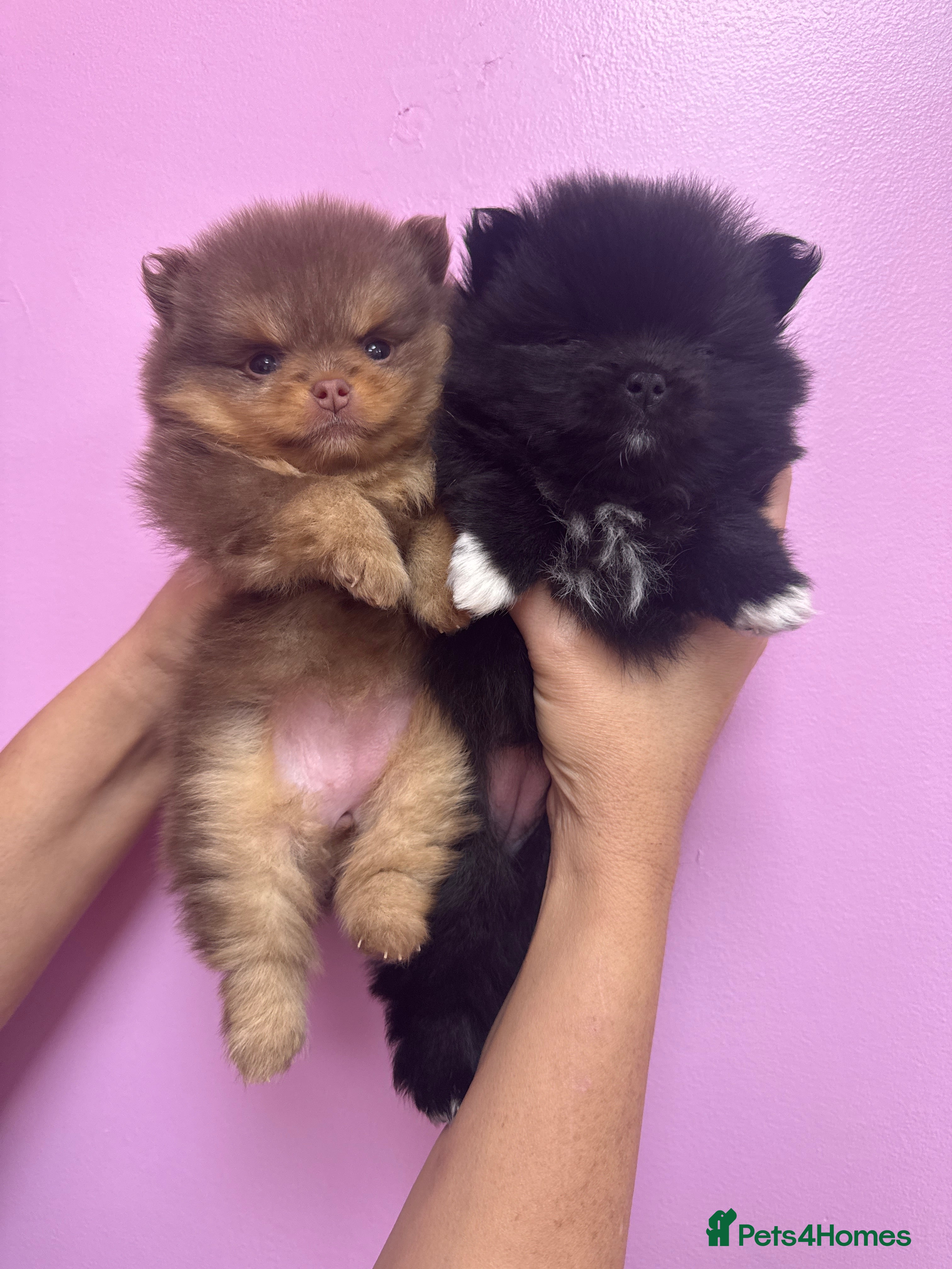 Pomeranian dogs Pomeranian  - Advert 7