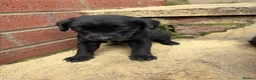 Lurcher dogs for sale: Lurcher pups - Advert 5
