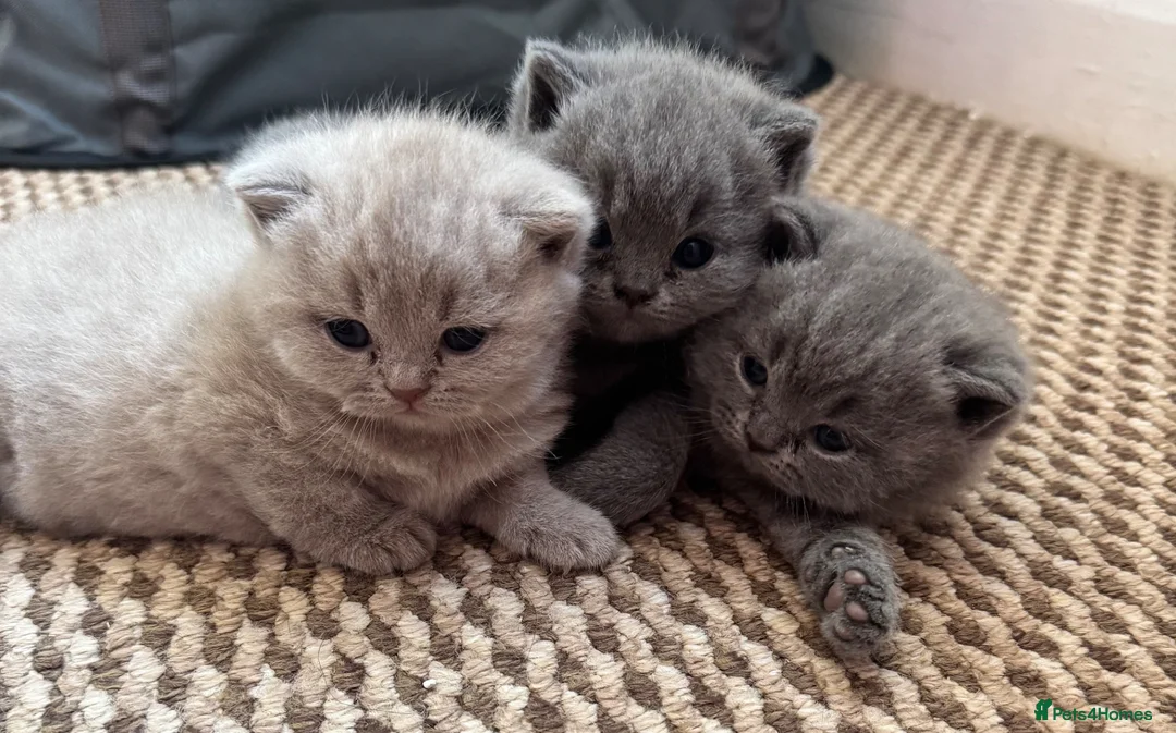 British Shorthair cats for sale: British Shorthair kittens GCCF 2 boys 1 girl - Advert 1