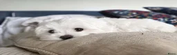 Maltese dogs for sale: Purebred Korean maltese puppies in Stevenage - Advert 5