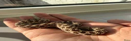 Snake reptiles for sale: Het lavender/caramel hypo  - Advert 3