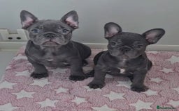 French Bulldog dogs for sale: Beautiful pet priced french bulldogs - Image 1