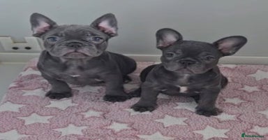 French Bulldog dogs - Advert 15