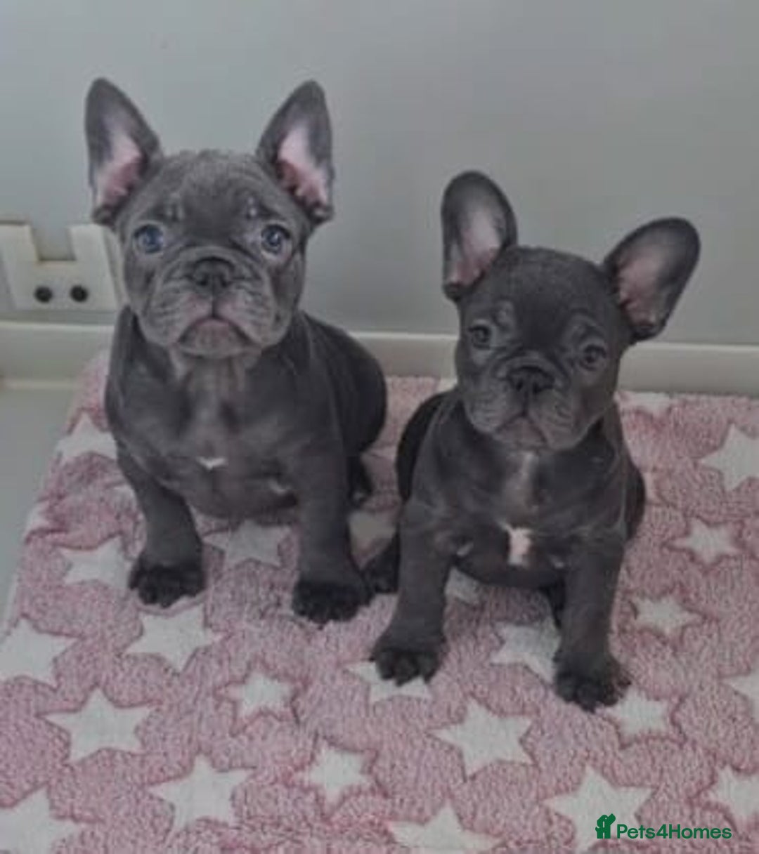 French Bulldog dogs for sale: Beautiful pet priced french bulldogs - Image 1
