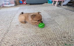 Mixed Breed dogs for sale: Pomeranian x Yorkshire Terrier seeks new home  - Image 5
