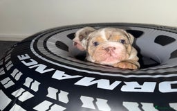 English Bulldog dogs for sale: Beautiful Lilac Tri English Bulldogs - Advert 13