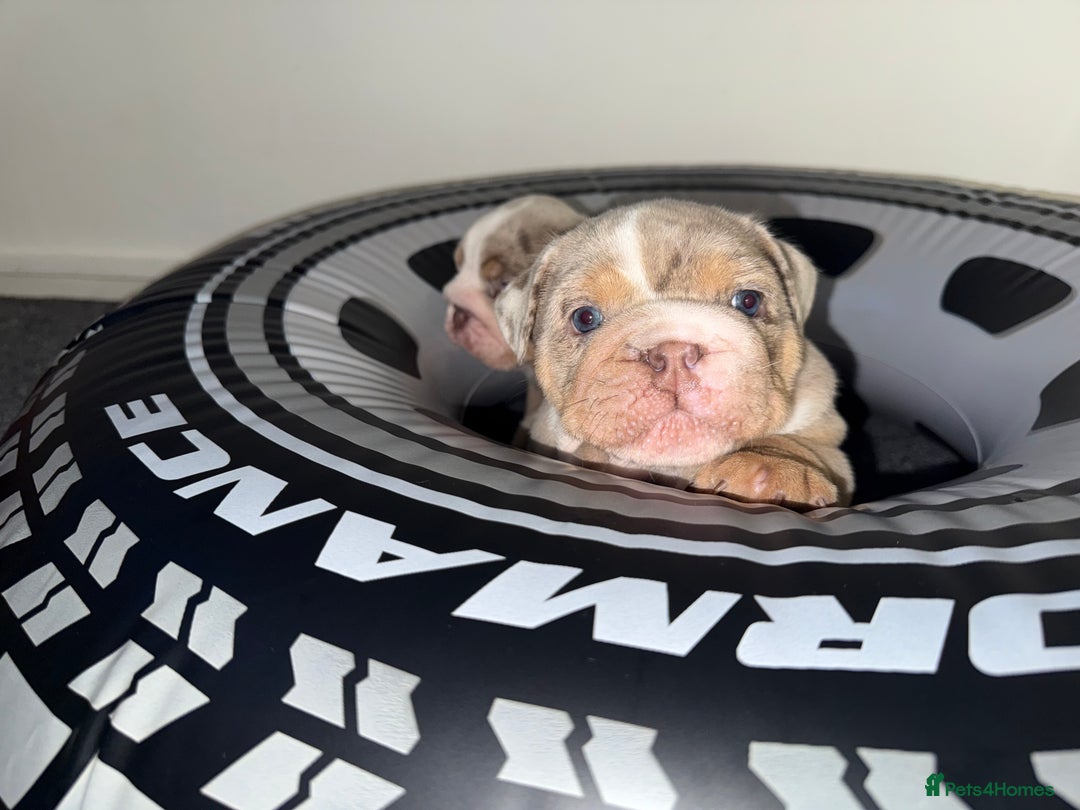 English Bulldog dogs for sale: Beautiful Lilac Tri English Bulldogs - Advert 13