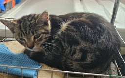 American Shorthair cats for sale:   American Shorthairs for sale  - Image 3