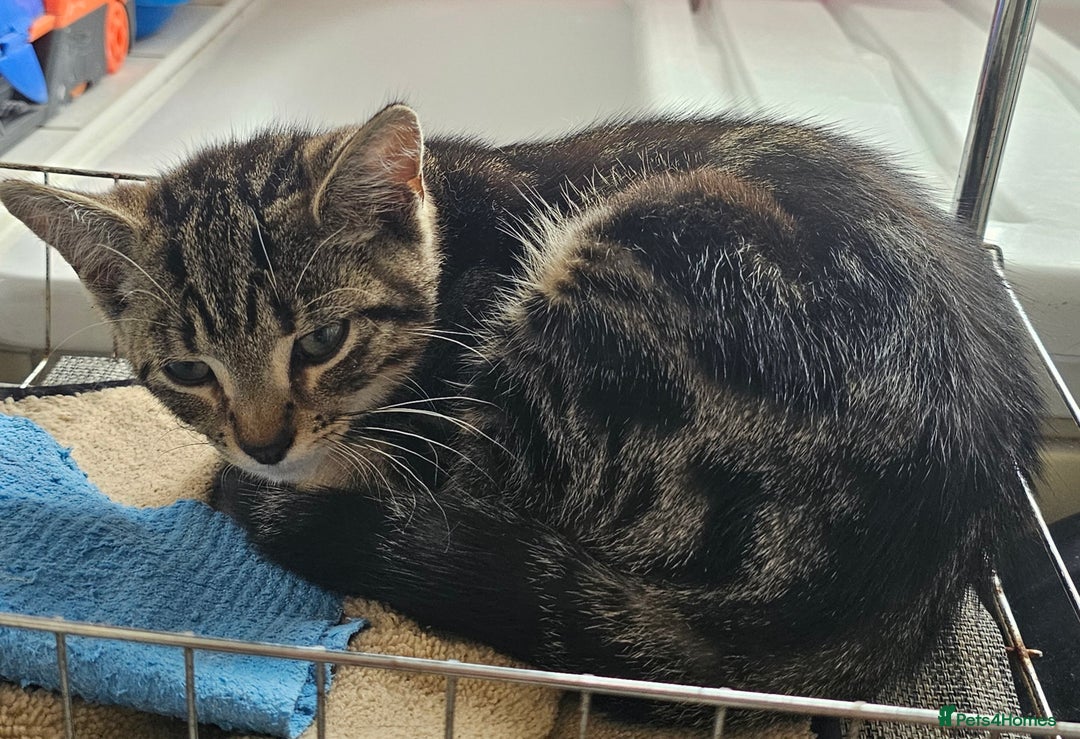 American Shorthair cats for sale:   American Shorthairs for sale  - Image 3