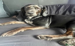 Bocker dogs for stud: Bocker (Spaniel/Beagle) for stud  in Bracknell - Image 7