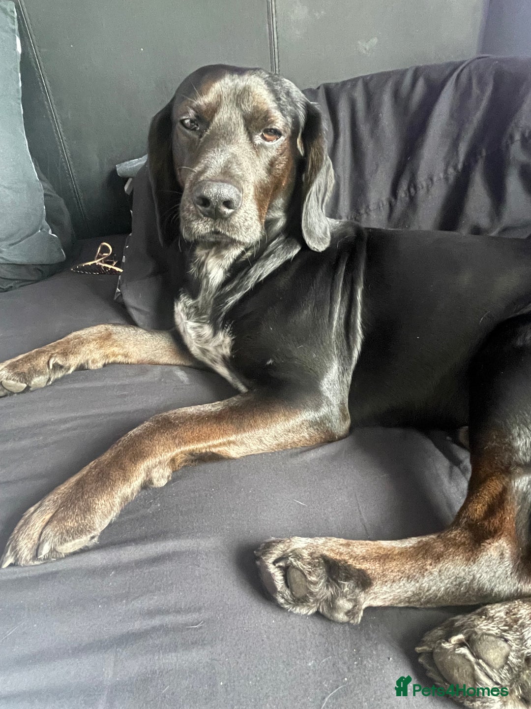 Bocker dogs for stud: Bocker (Spaniel/Beagle) for stud  in Bracknell - Image 7