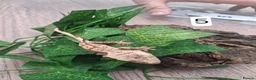 Gecko reptiles for sale: Crested geckos - Advert 10