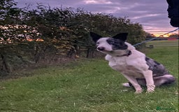 Border Collie dogs for sale: Beautiful Blue Merle Pup - Image 8