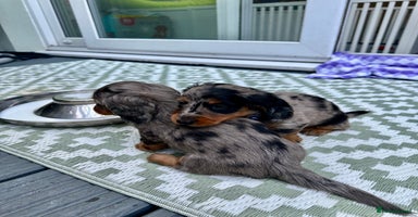 Dachshund dogs - Advert 11