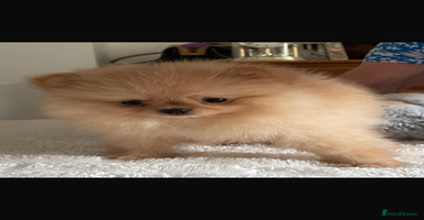 Pomeranian dogs - Advert 11