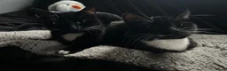 Mixed Breed cats for sale: Lilith the beautiful mixed breed  - Advert 5