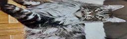 Maine Coon cats for sale: Main Coon Kittens in Leeds - Advert 3