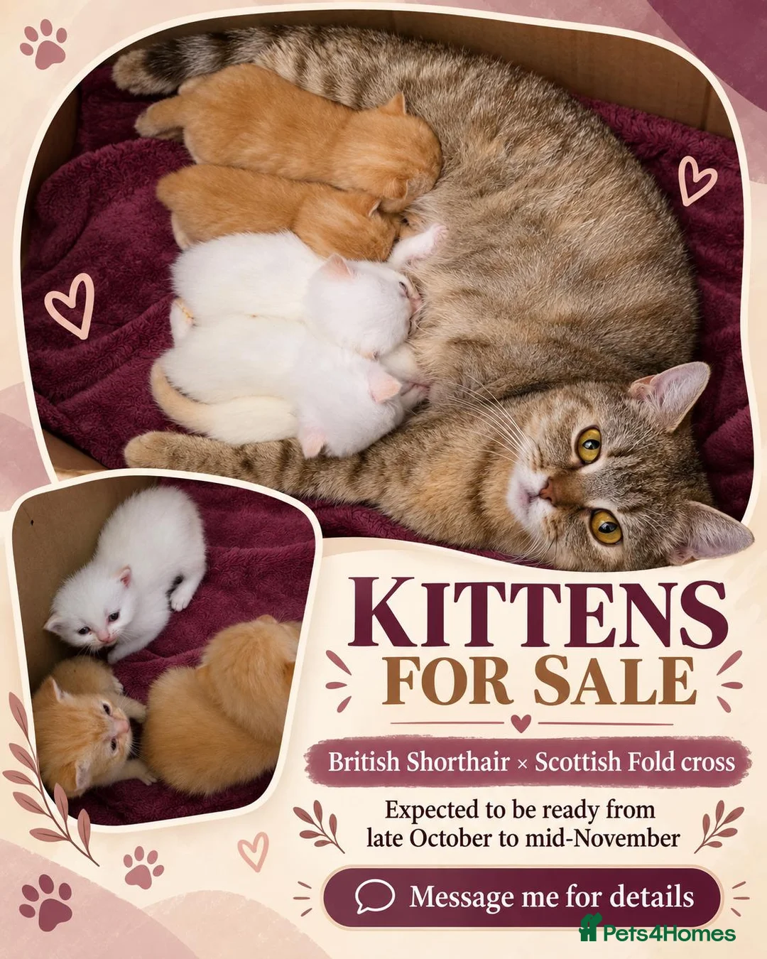 British Shorthair cats for sale: British Shorthair kittens available  - Advert 1