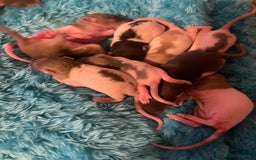 Rat rodents for sale: Baby rats looking for 5*homes only  - Advert 23