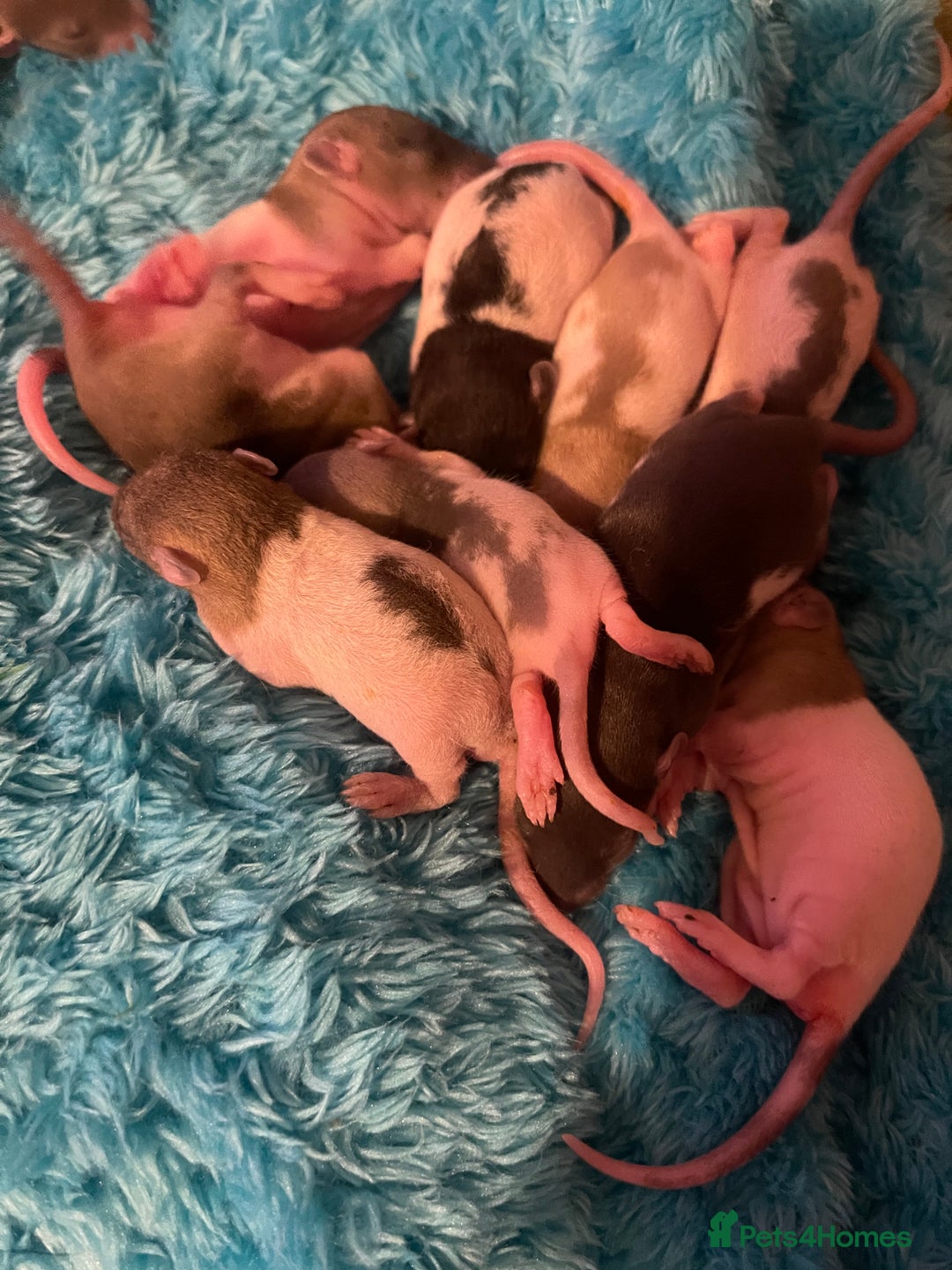 Rat rodents for sale: Baby rats looking for 5*homes only  - Advert 23