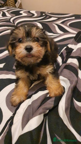 Yochon dogs - Advert 3