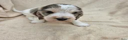 Cocker Spaniel dogs for sale: Show type cocker spaniel puppies - Advert 2