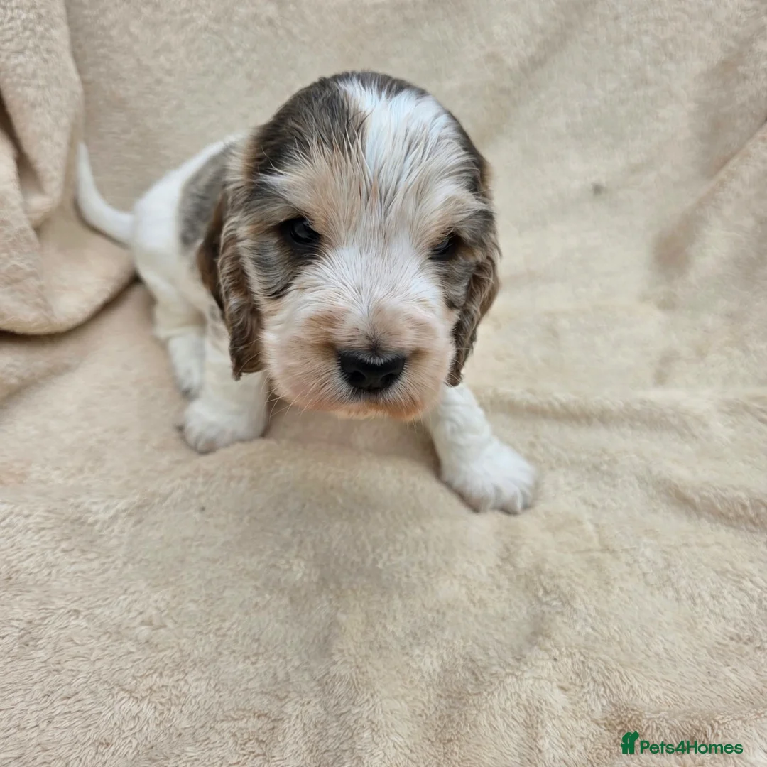 Cocker Spaniel dogs for sale: Show type cocker spaniel puppies - Advert 2