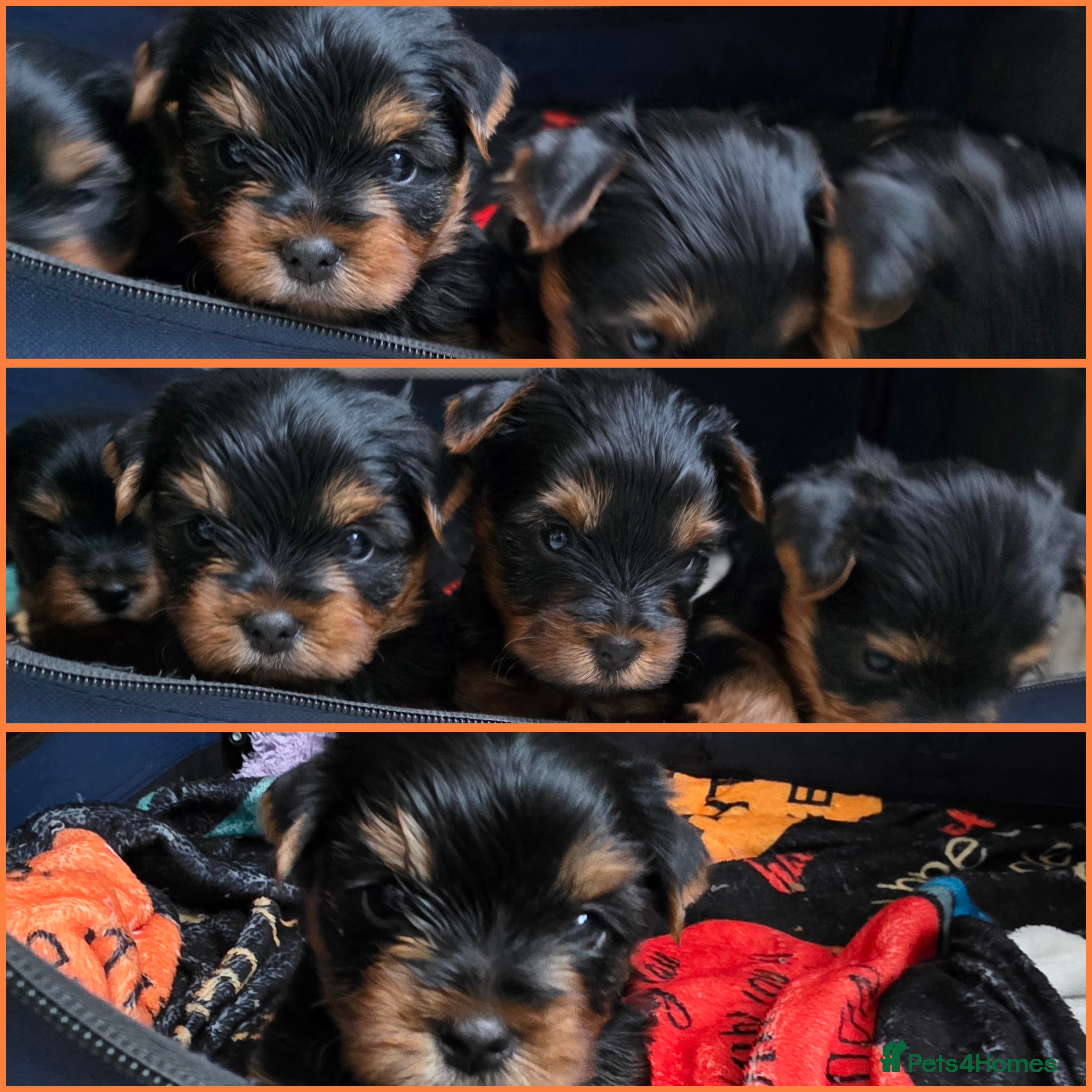 Yorkshire Terrier dogs KC Reg Yorkshire Terriers,Sired by a UK Champion🏆 - Advert 15