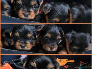 Yorkshire Terrier dogs KC Reg Yorkshire Terriers,Sired by a UK Champion🏆 - Advert 16