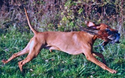 Hungarian Vizsla dogs for stud: Proven KC Reg Health Tested Stud Dog - Image 7