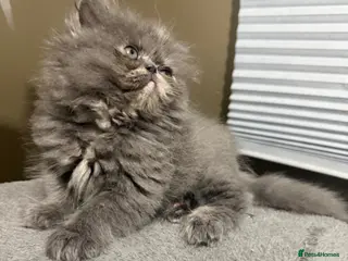 Persian cats Beautiful Persian kittens - Advert 7