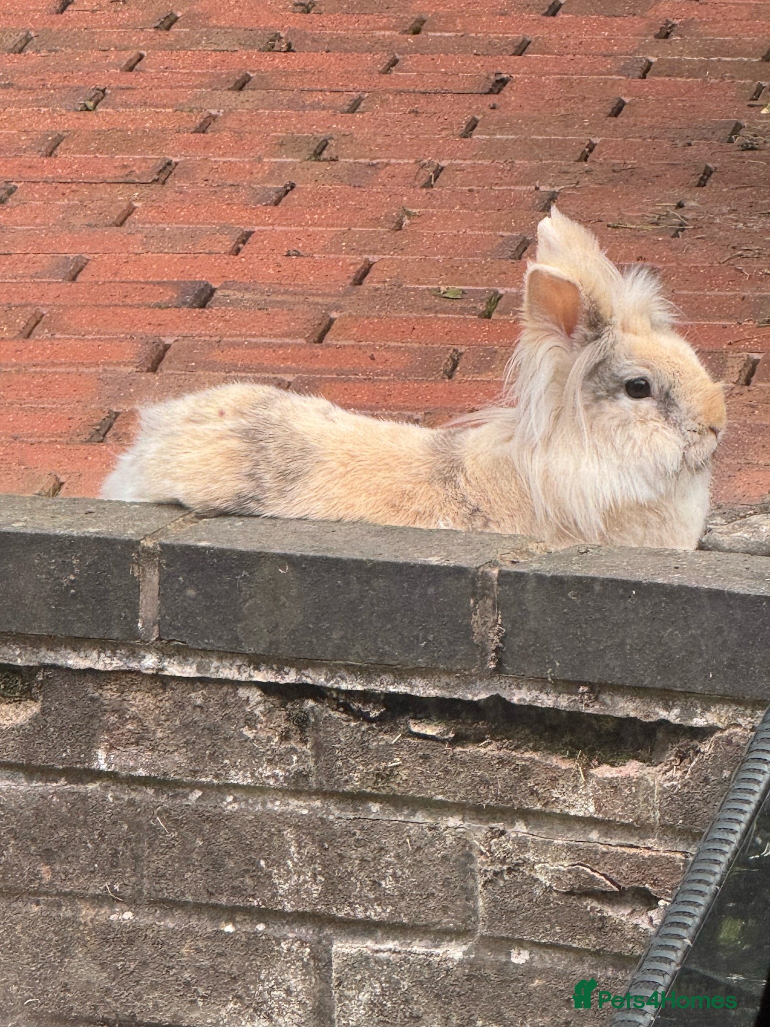 Lionhead rabbits Lionhead rehome - Advert 1