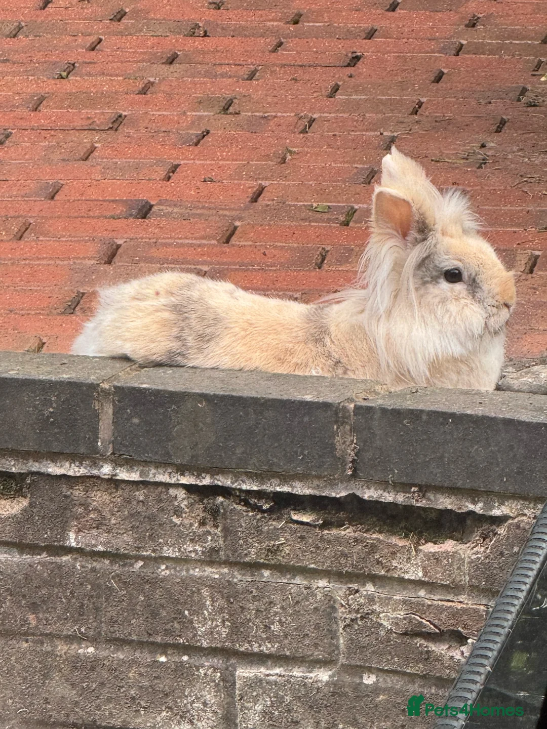Lionhead rabbits for sale: Lionhead rehome in Solihull - Advert 1