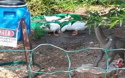 Ducks poultry for sale: 3 X cherry valley ducks - female, point of lay - Image 6
