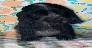 Cocker Spaniel dogs - Advert 14