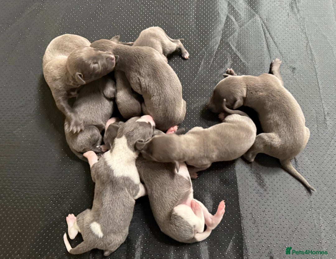 Whippet dogs for sale: Blue KC Boy "adorable" - Image 2