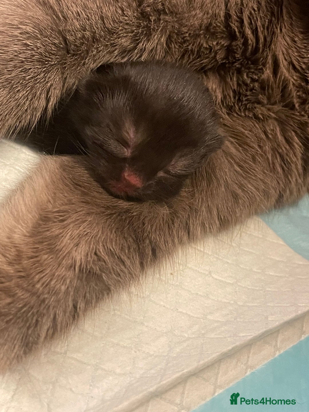 Mixed Breed cats for sale: Kittens for sale  - Advert 7