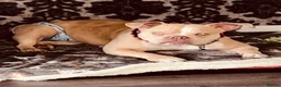 American Bully dogs for sale: 1 year old pocket bully  in Hyde - Advert 4