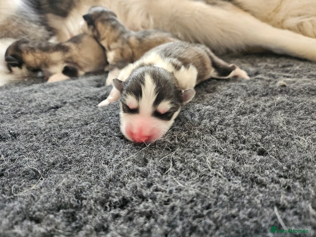 Alaskan Malamute dogs for sale: Alaskan Malamute puppies  - Image 2