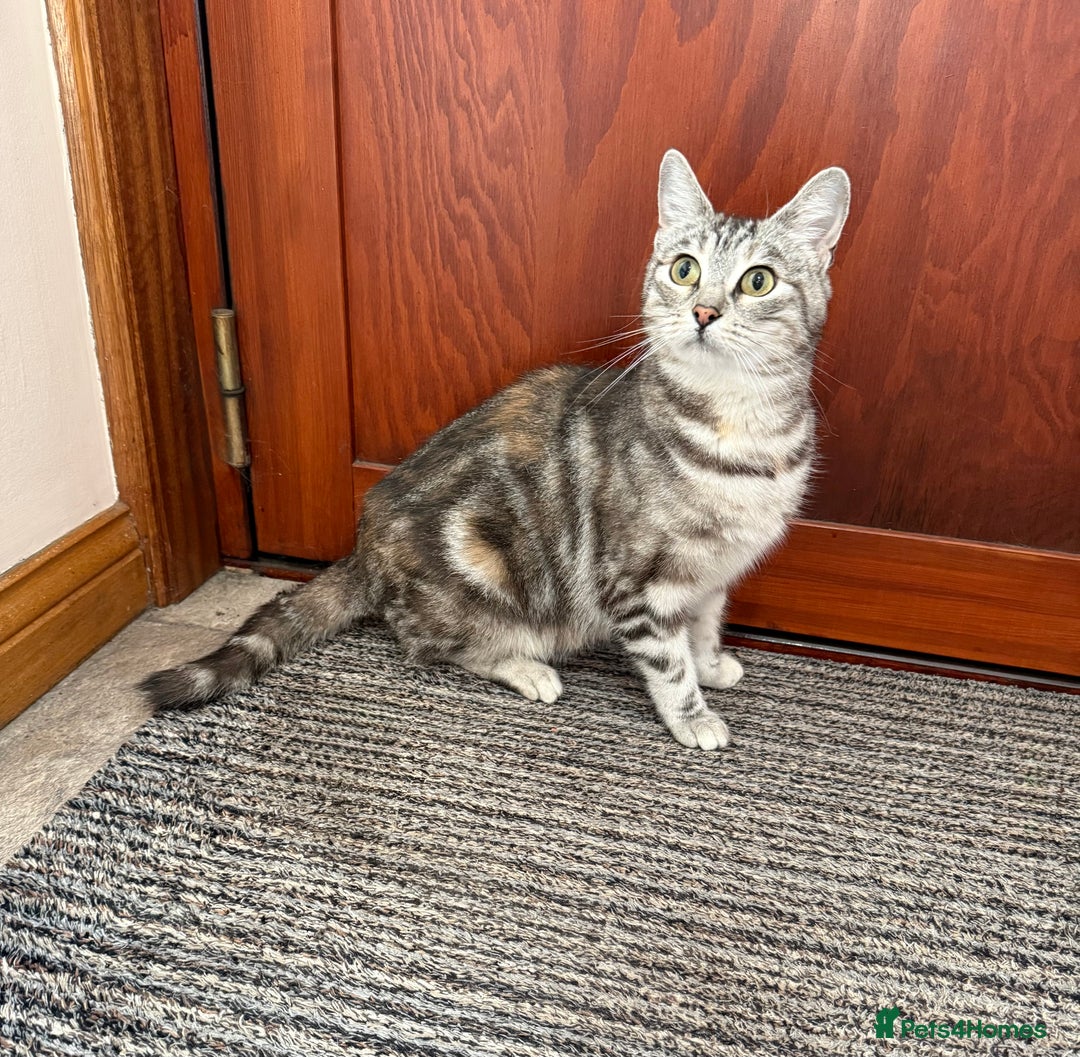 Mixed Breed cats for sale: Gorgeous female cat - Image 7