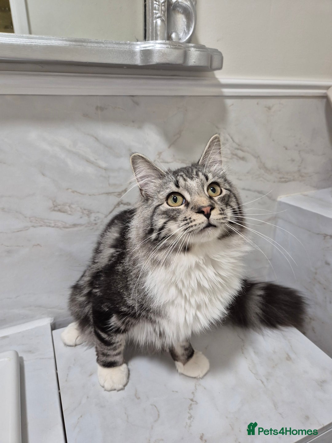 Mixed Breed cats for sale: Stunning Ragdoll x 6 month old kitten - Advert 2