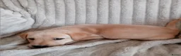 Labrador Retriever dogs for sale: Ready to go now Labrador pups for sale.  - Advert 28