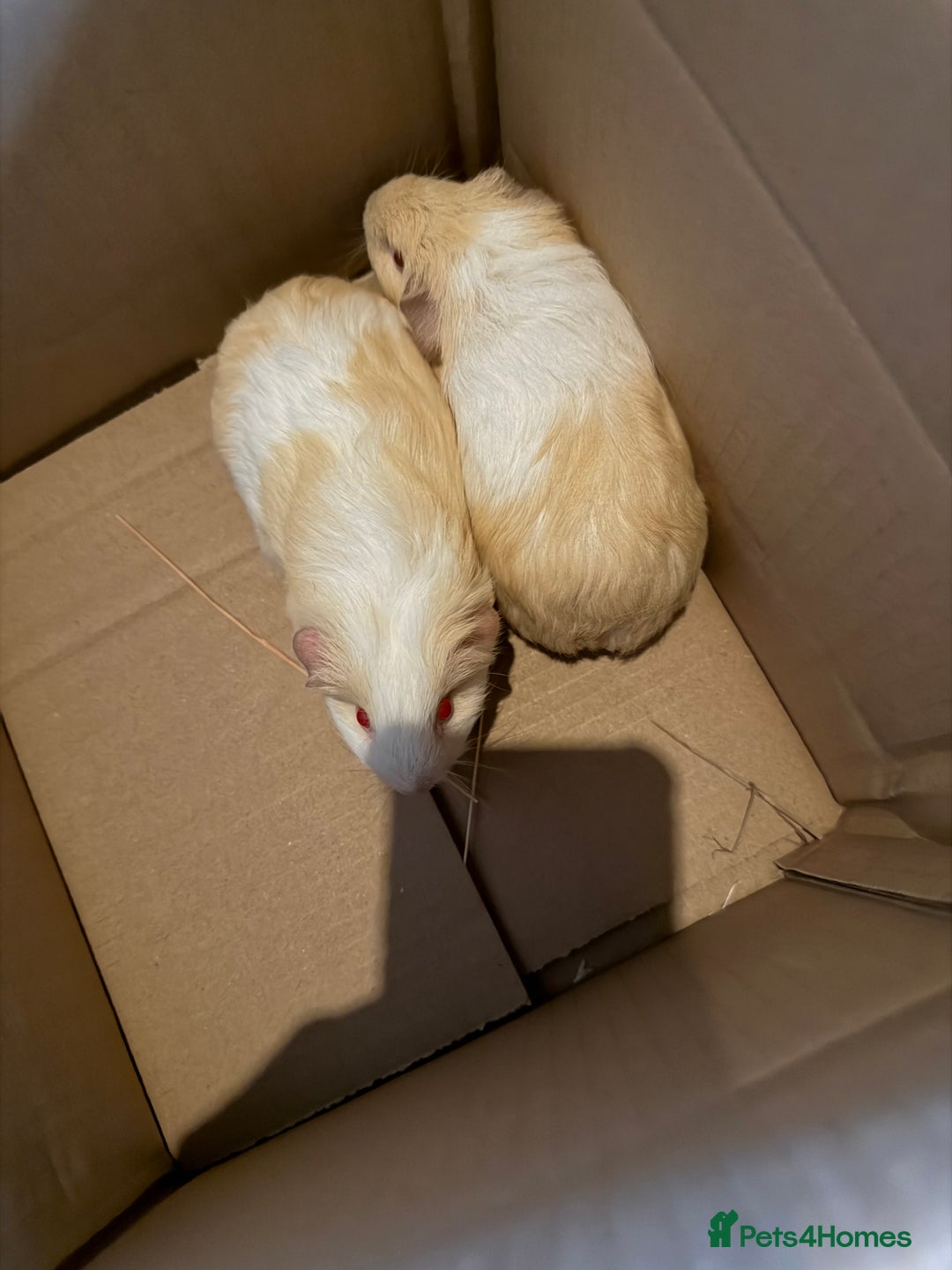 Guinea Pig rodents for sale: 2 baby boars sheltie cross  - Advert 1