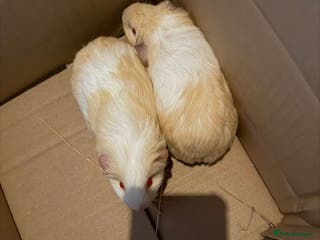 Guinea Pig rodents 2 baby boars sheltie cross ready to go - Advert 4