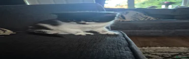 Kitten 1