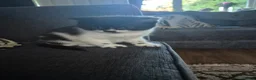 Domestic Shorthair cats for sale: 2x kittens  - Advert 6