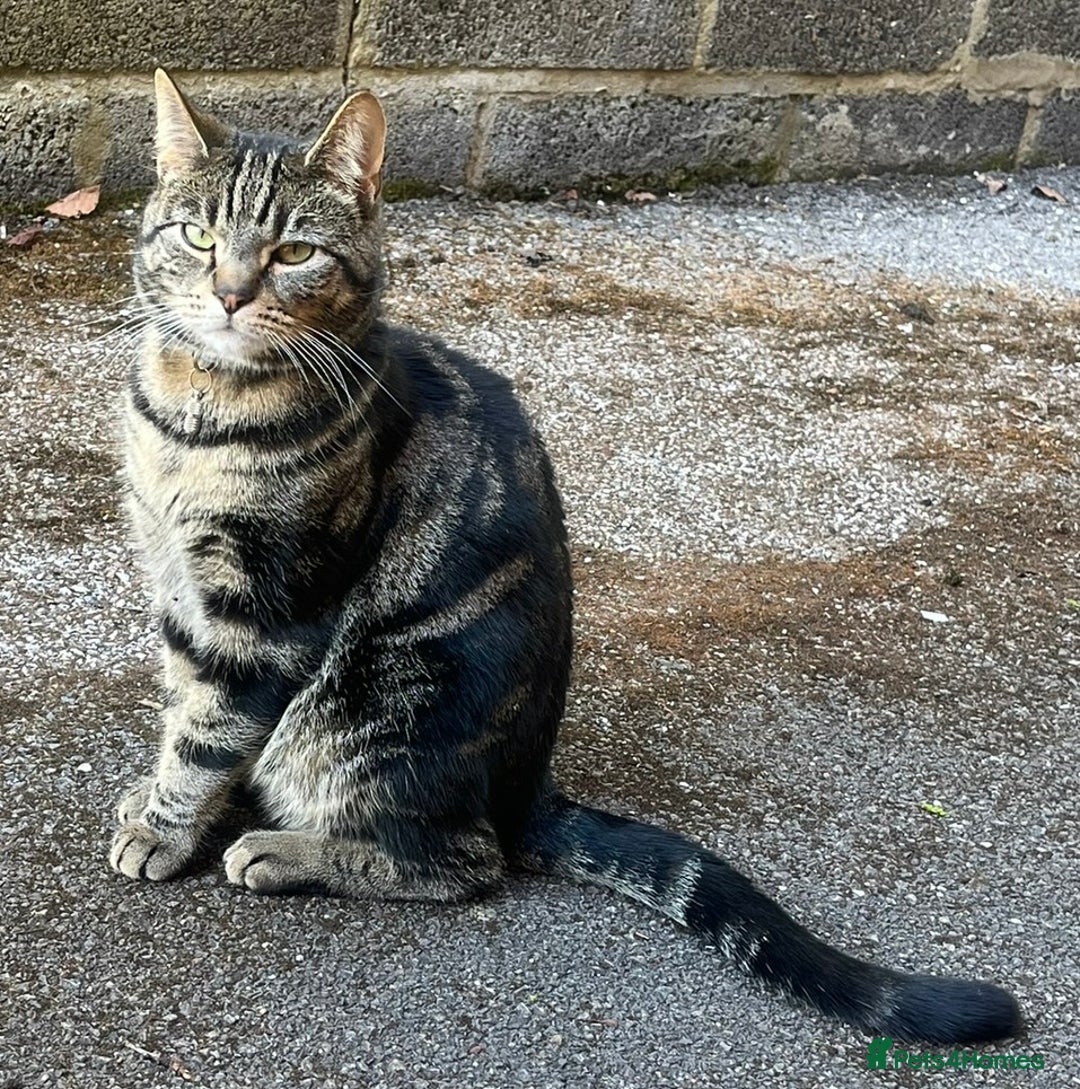 Domestic Shorthair cats for sale: Looking for a loving home for our loved male cat. - Image 2