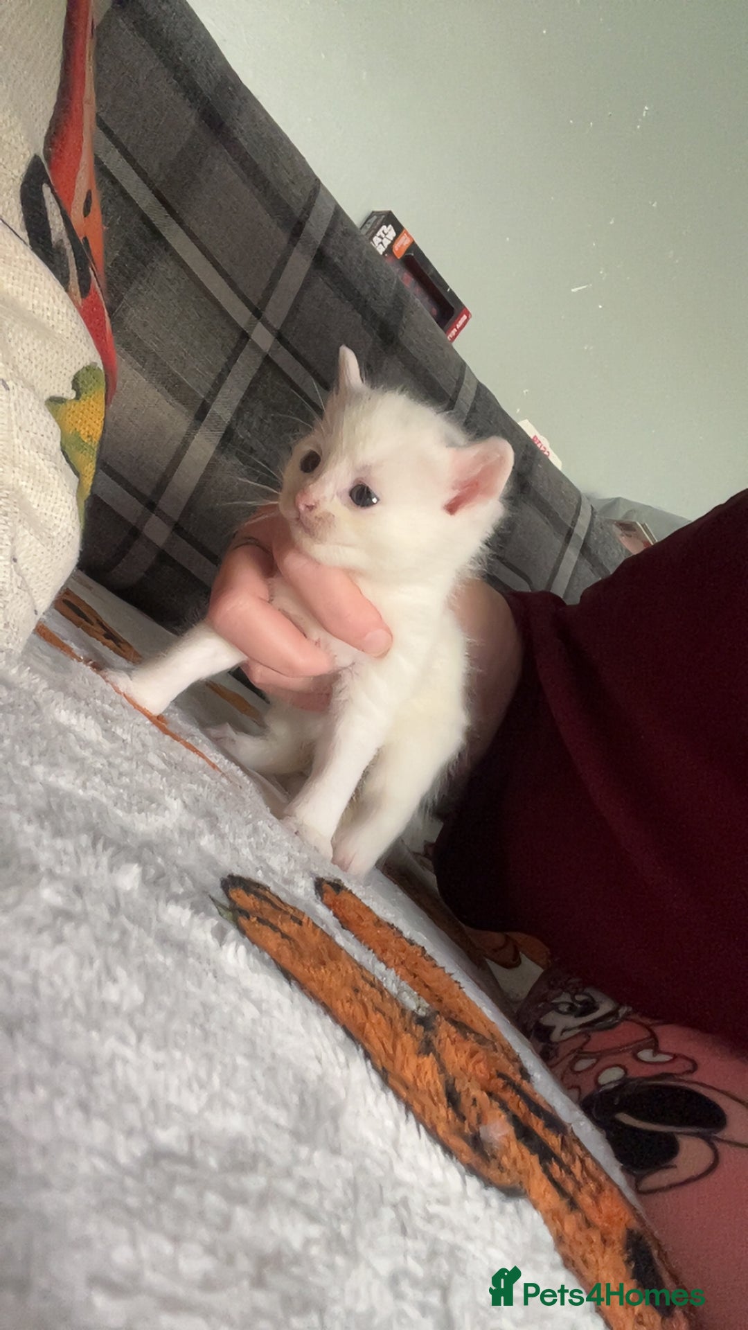 Mixed Breed cats for sale: Kittens for sale 1 female and 1 male  - Image 2
