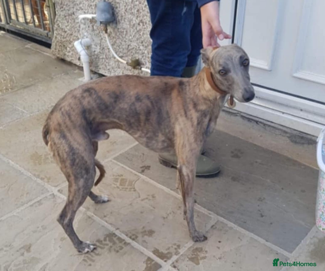 Whippet dogs for sale: KC registered stunning selection whippet pups - Advert 8