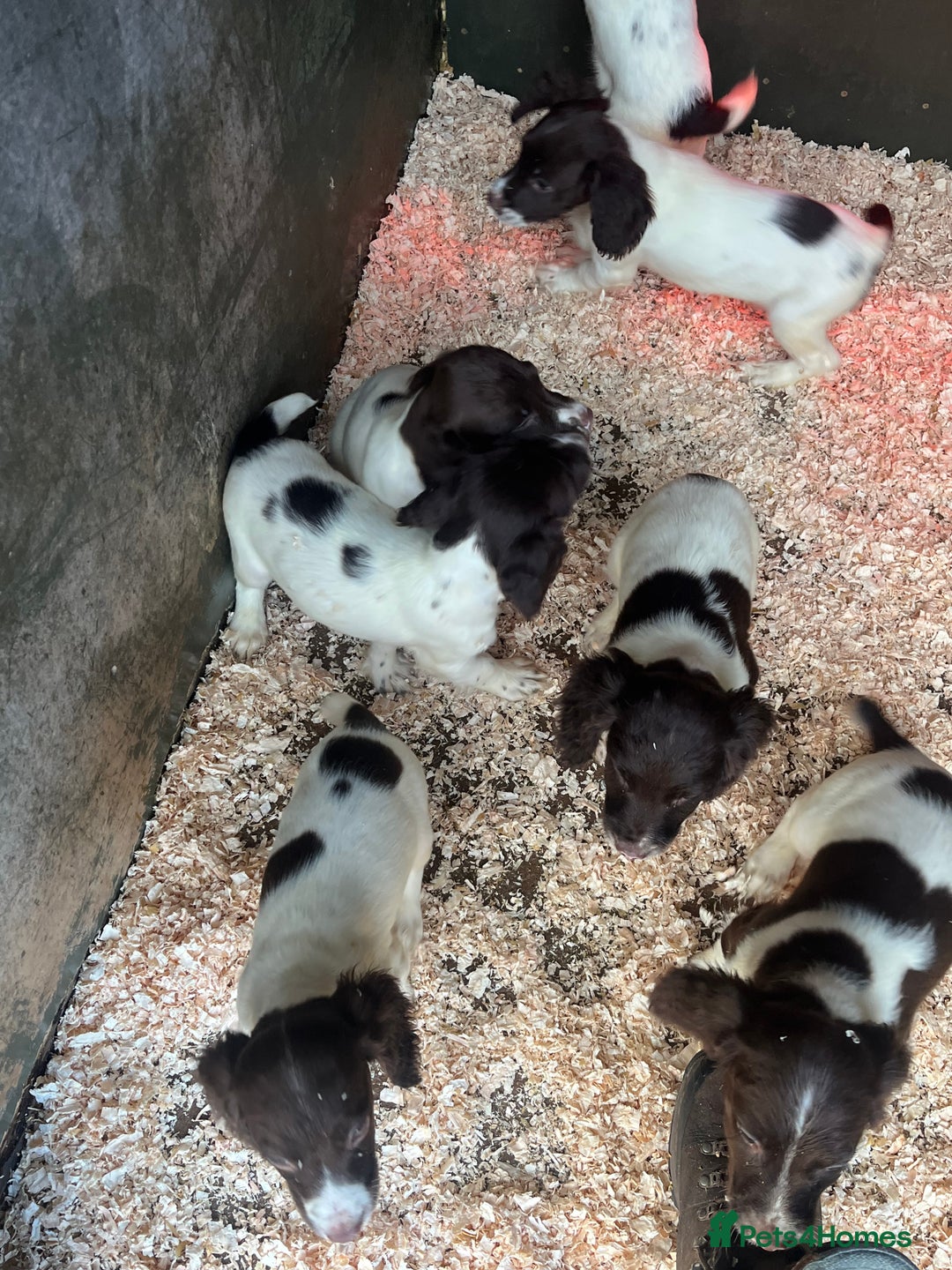 English Springer Spaniel dogs for sale: Working KC springer Spaniel Pups  - Advert 6